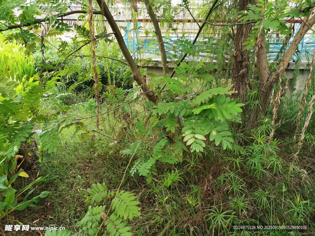 繁茂綠植環(huán)繞的自然角落