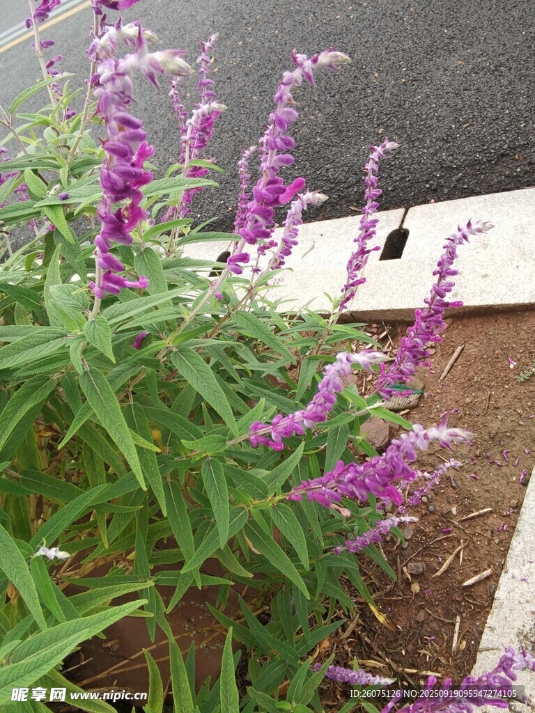 紫色鼠尾草綻放于路邊
