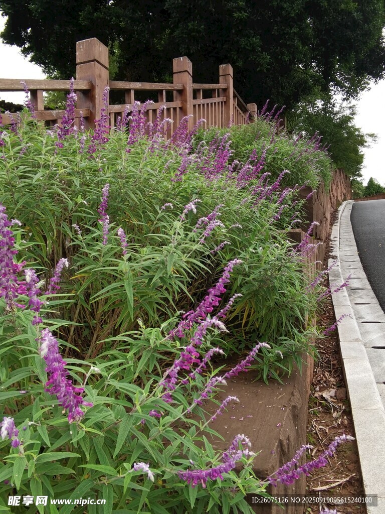 路邊紫色花卉景觀
