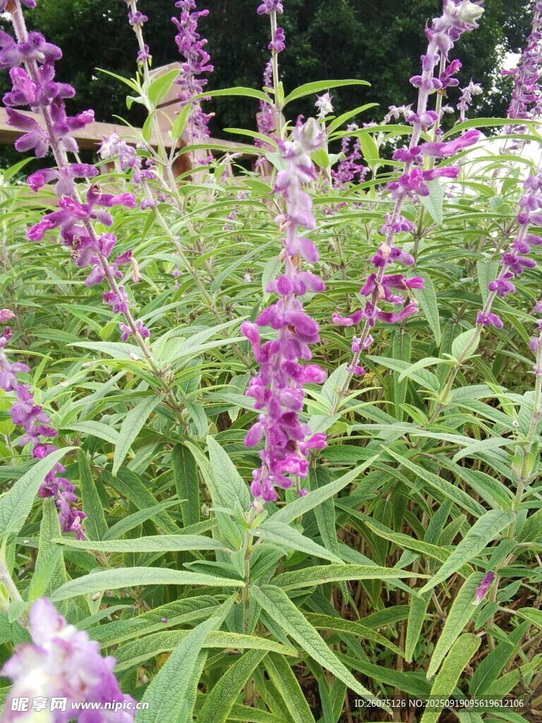 紫色鼠尾草綻放的美麗
