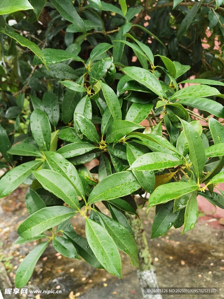 綠葉繁茂的植物景觀