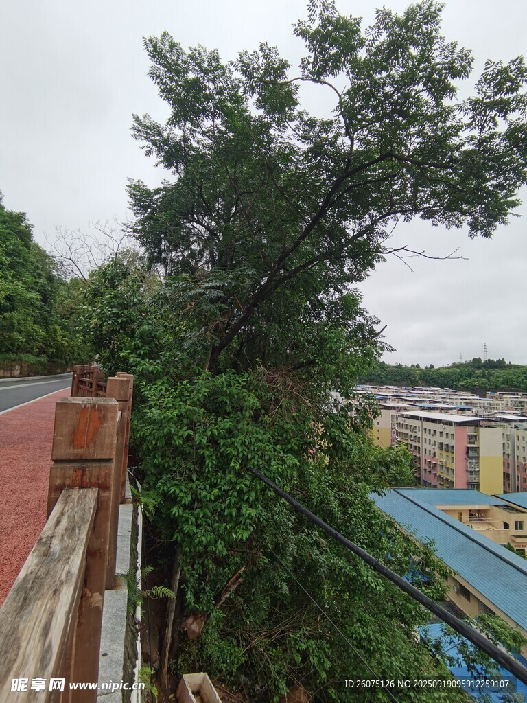 屋頂旁繁茂綠樹景象