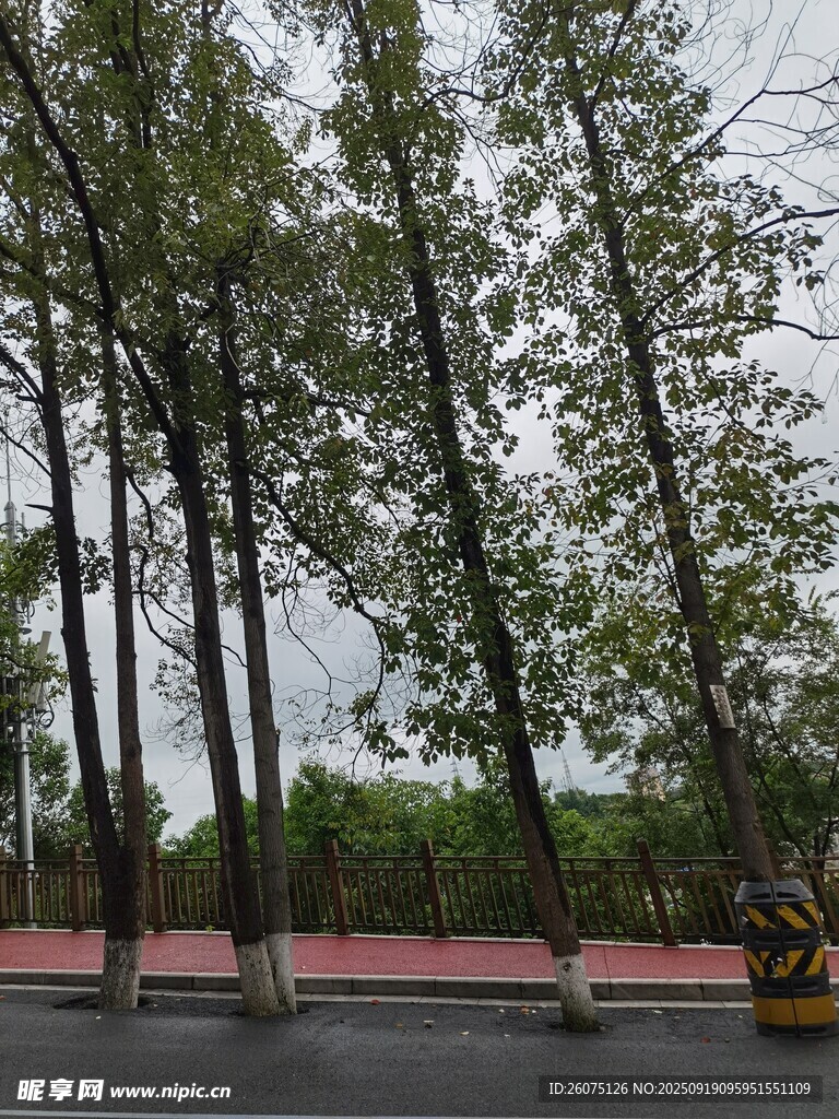 道路旁挺拔的綠樹景觀