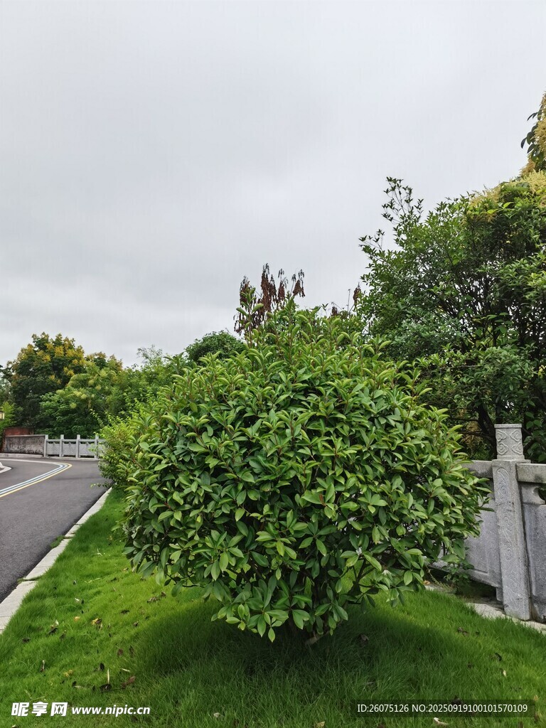 路邊綠意盎然的灌木景觀