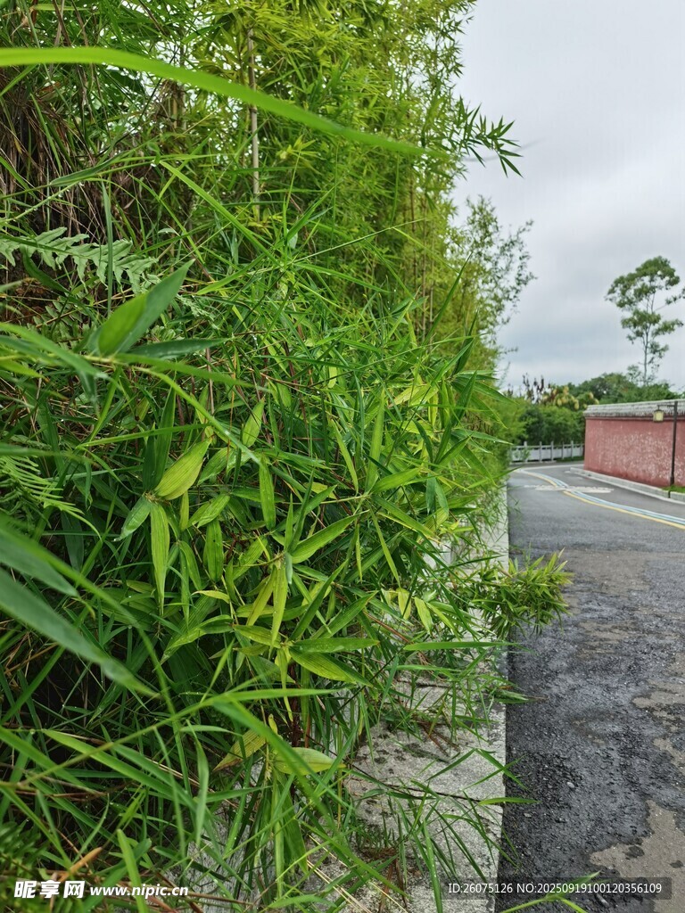 路邊繁茂的綠色植物
