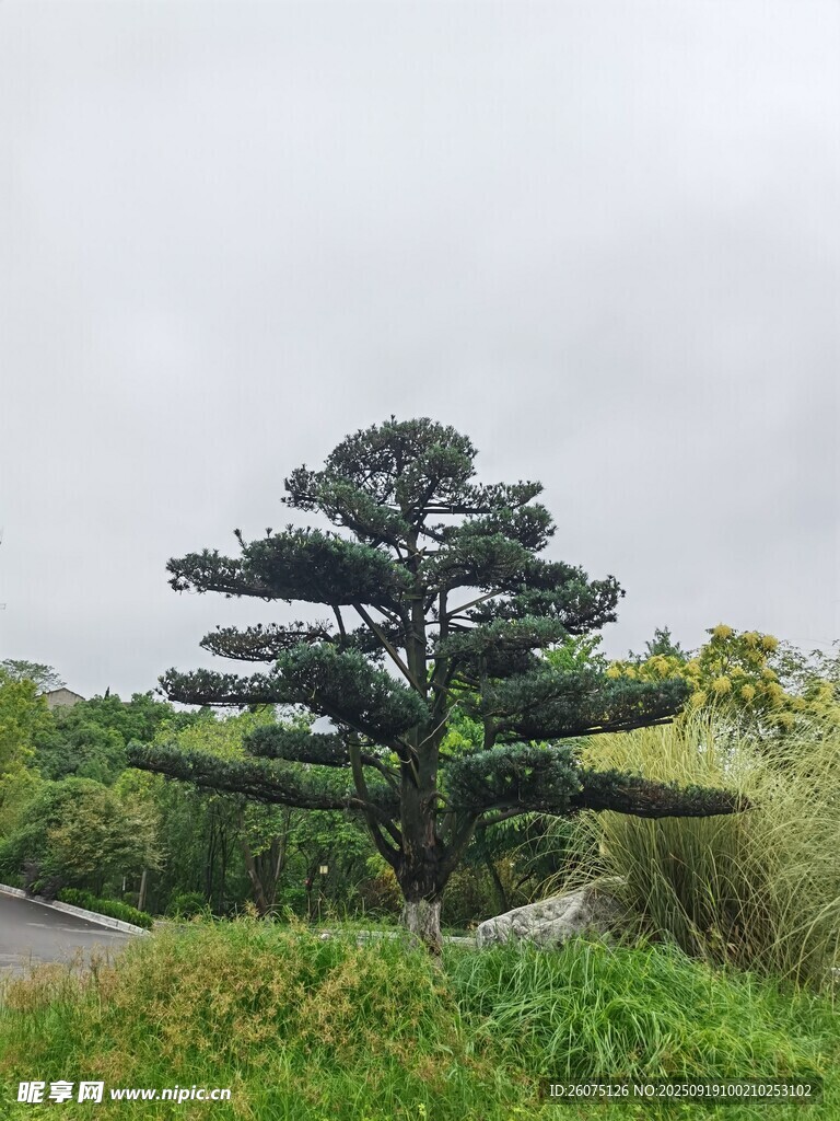 獨特造型的戶外松樹