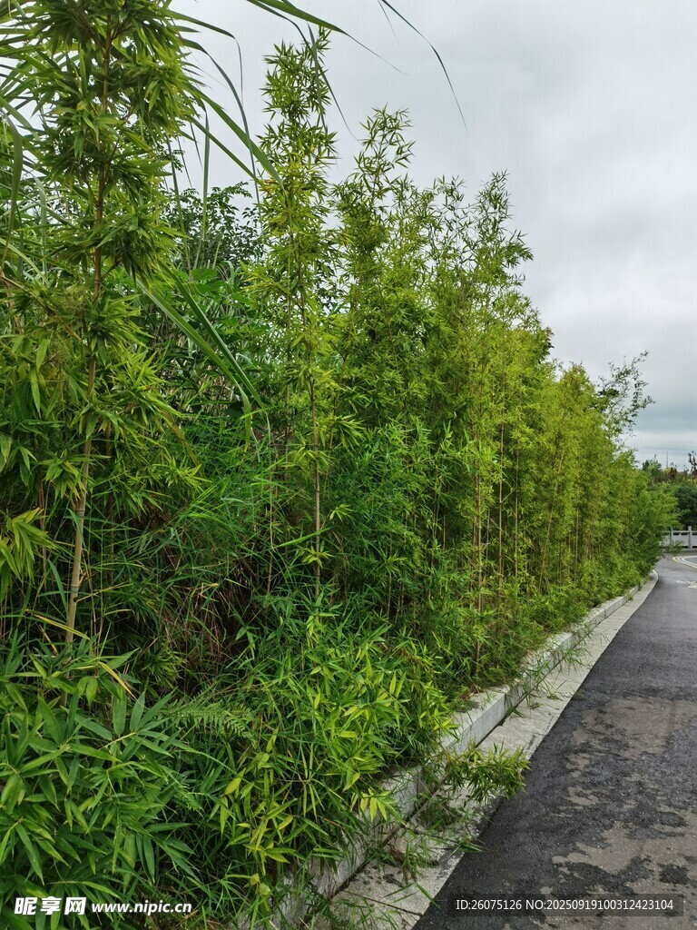 路邊茂盛的綠色植物景觀