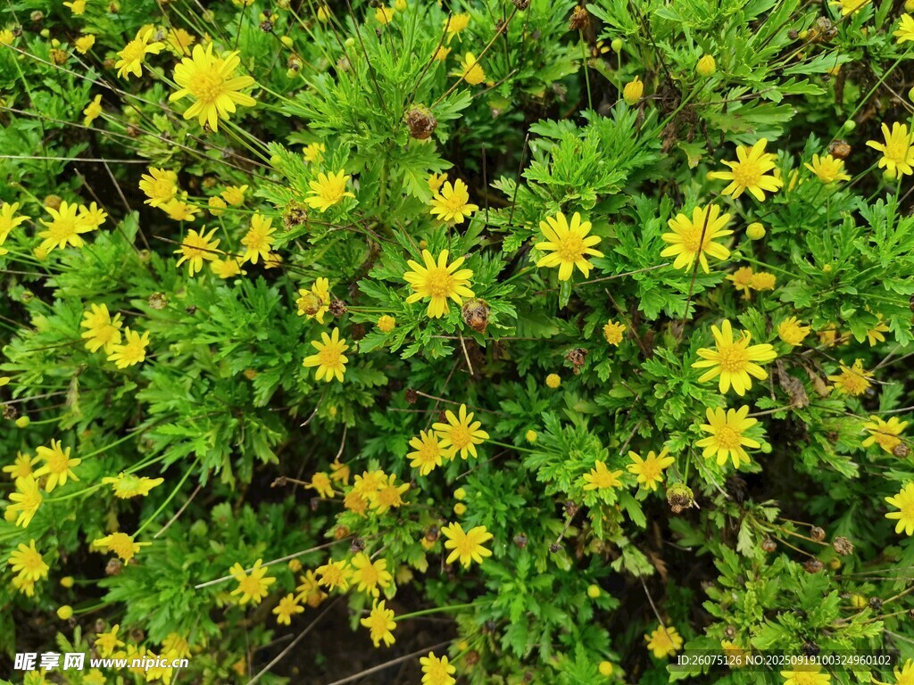 金黃燦爛小黃花綠植