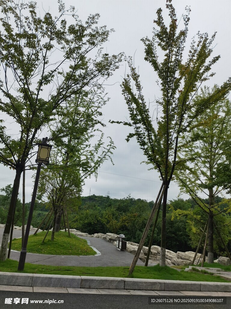公園綠樹成蔭的寧靜小路