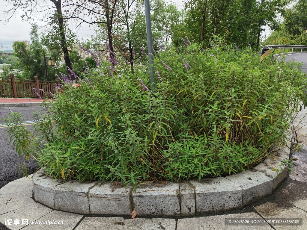 圓形花壇綠植景觀