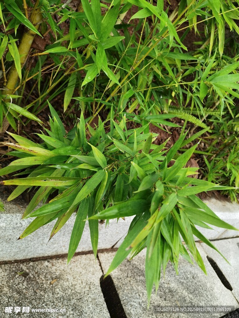 翠綠竹葉倚于石邊