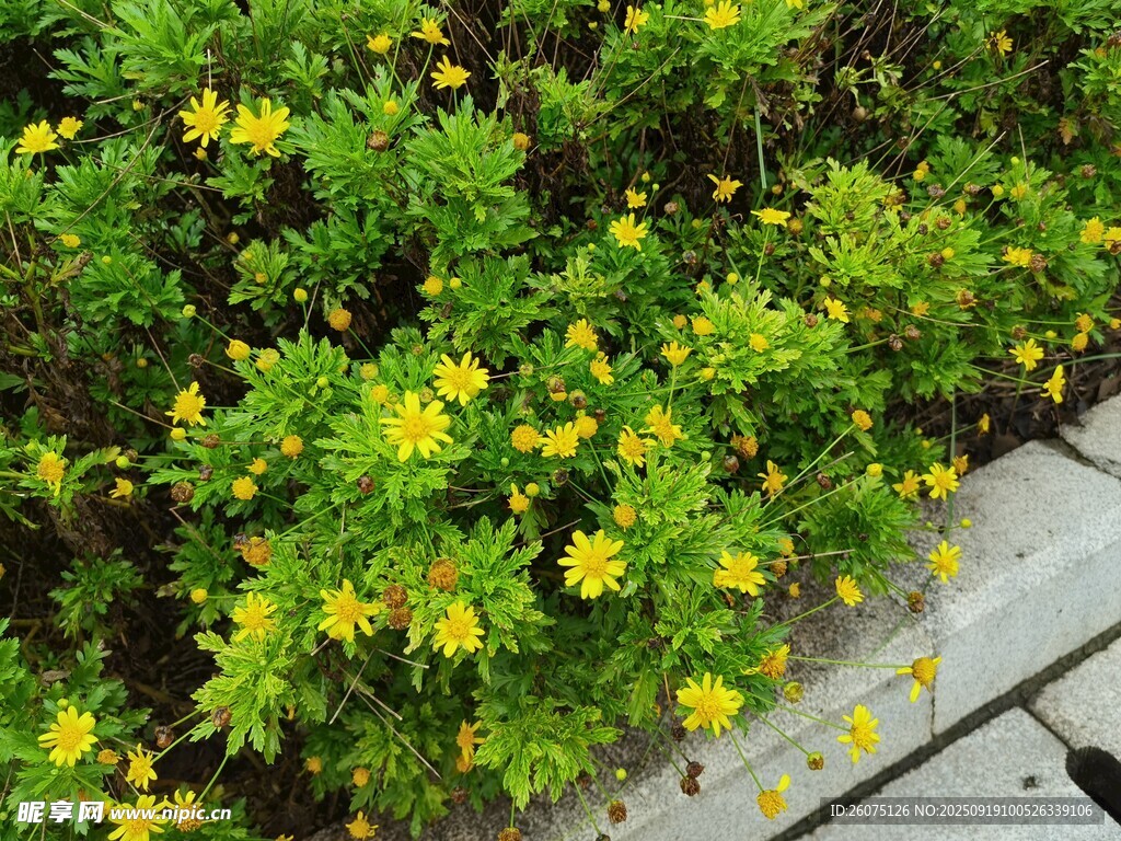 黃色小花點(diǎn)綴綠植間