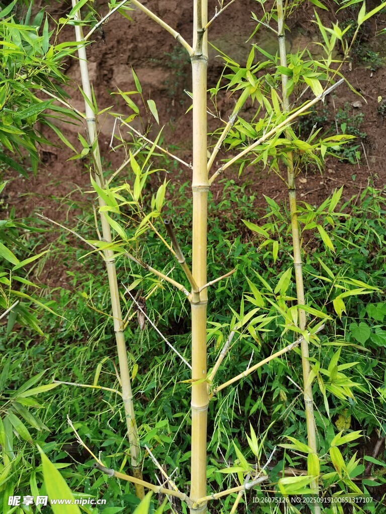 嫩綠竹苗生長于草叢間