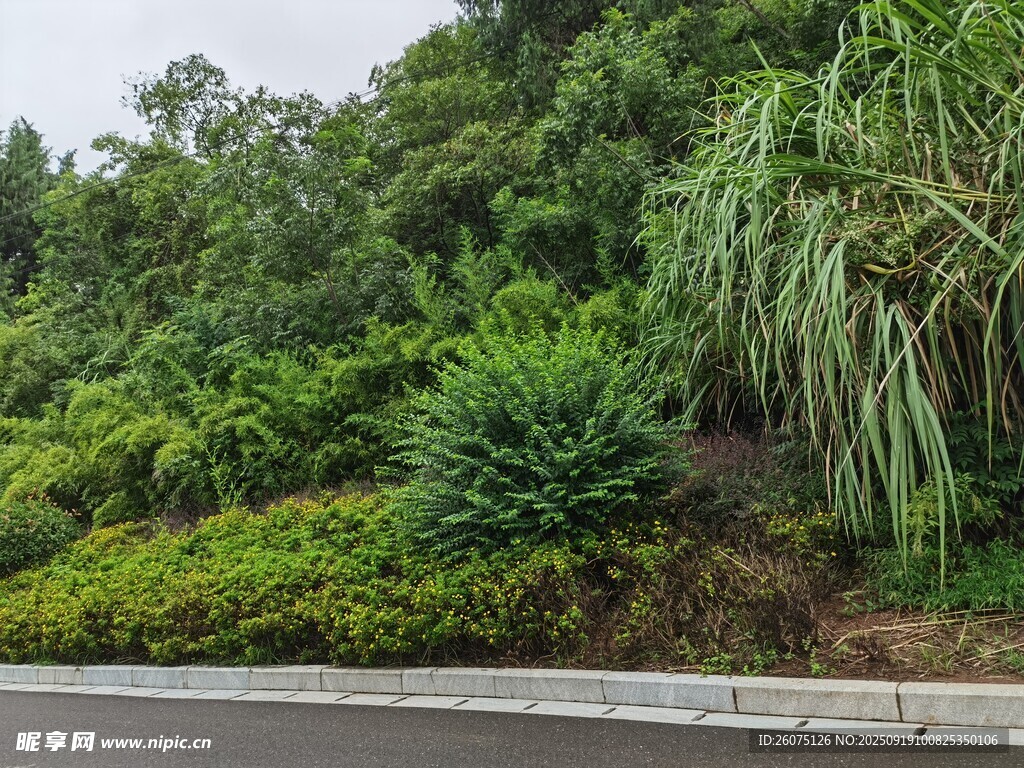 路邊蔥郁綠植景觀