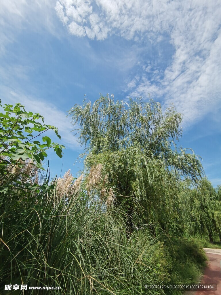 藍(lán)天綠野間的自然景致