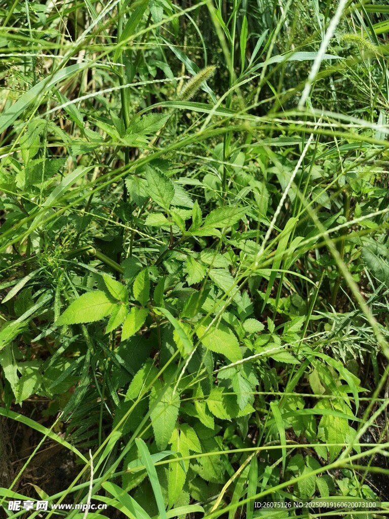 茂盛的綠色野草