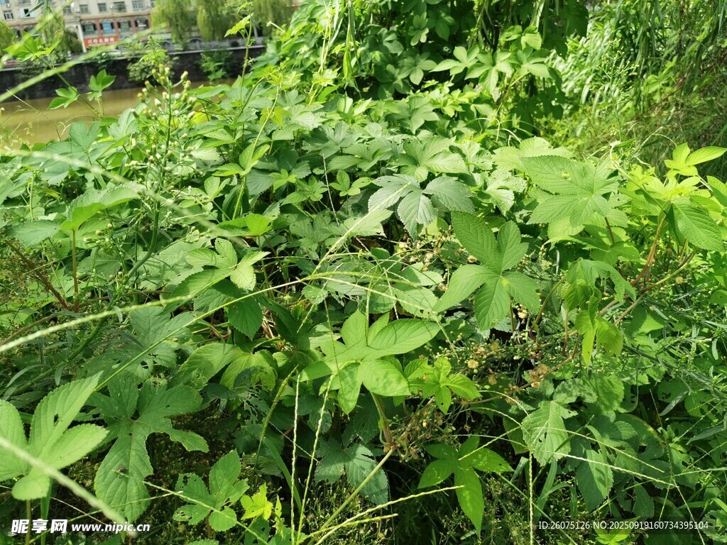 野外繁茂的綠色植物景觀