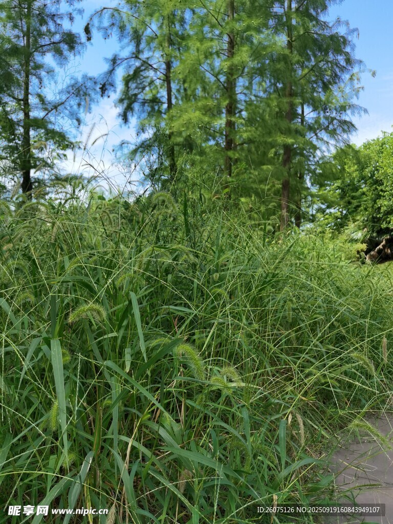 野外蔥郁草地與樹木景觀