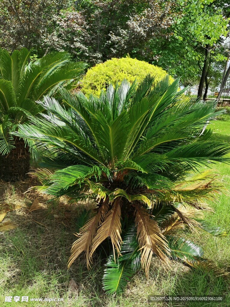 綠葉黃花的獨(dú)特植物