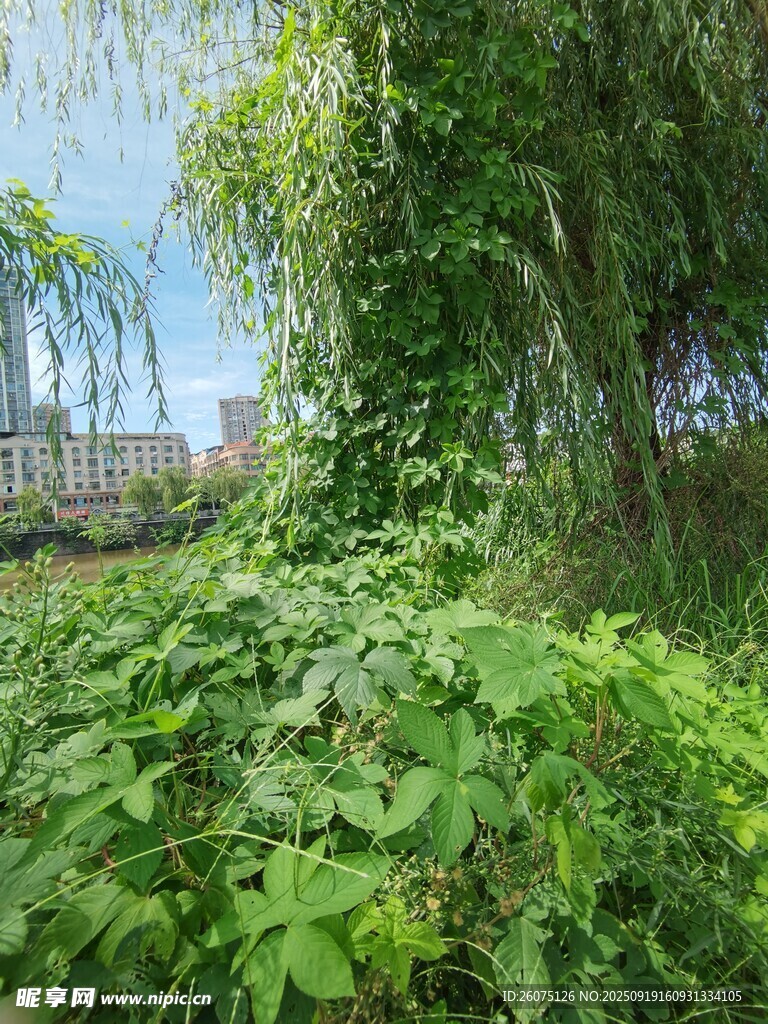 繁茂綠植自然清新景致