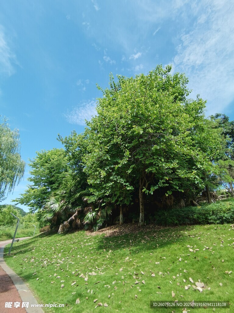 綠意盎然的公園小徑景觀