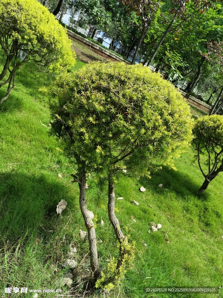 修剪整齊的綠意灌木景觀