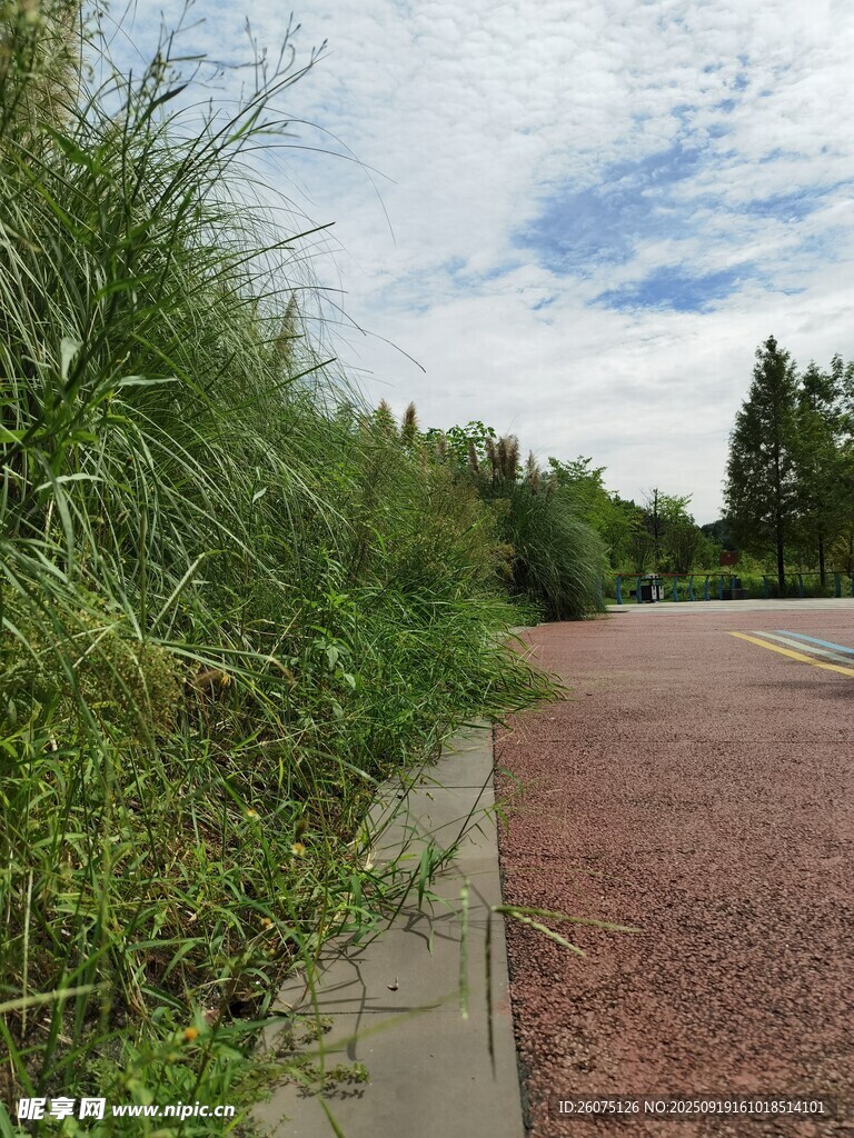 路邊繁茂綠植與紅磚路面