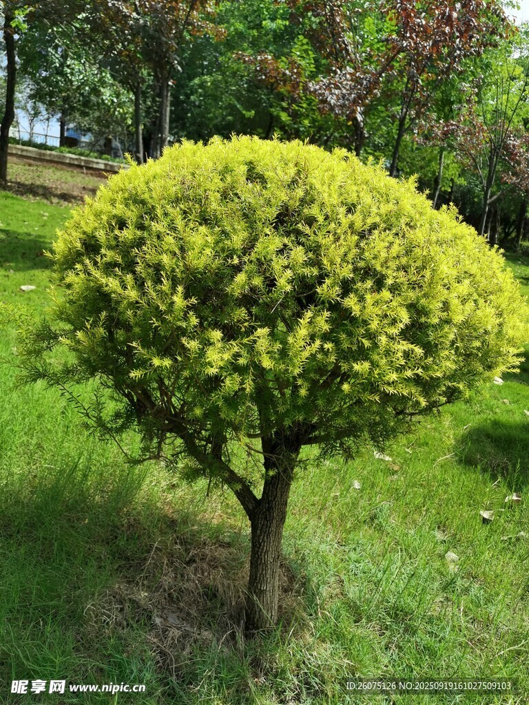 球形綠植點(diǎn)綴翠綠草坪