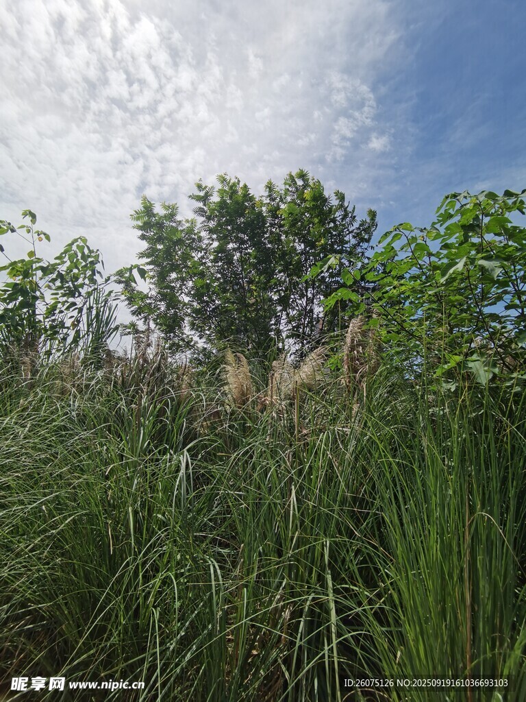 野外蔥郁草木與藍天白云