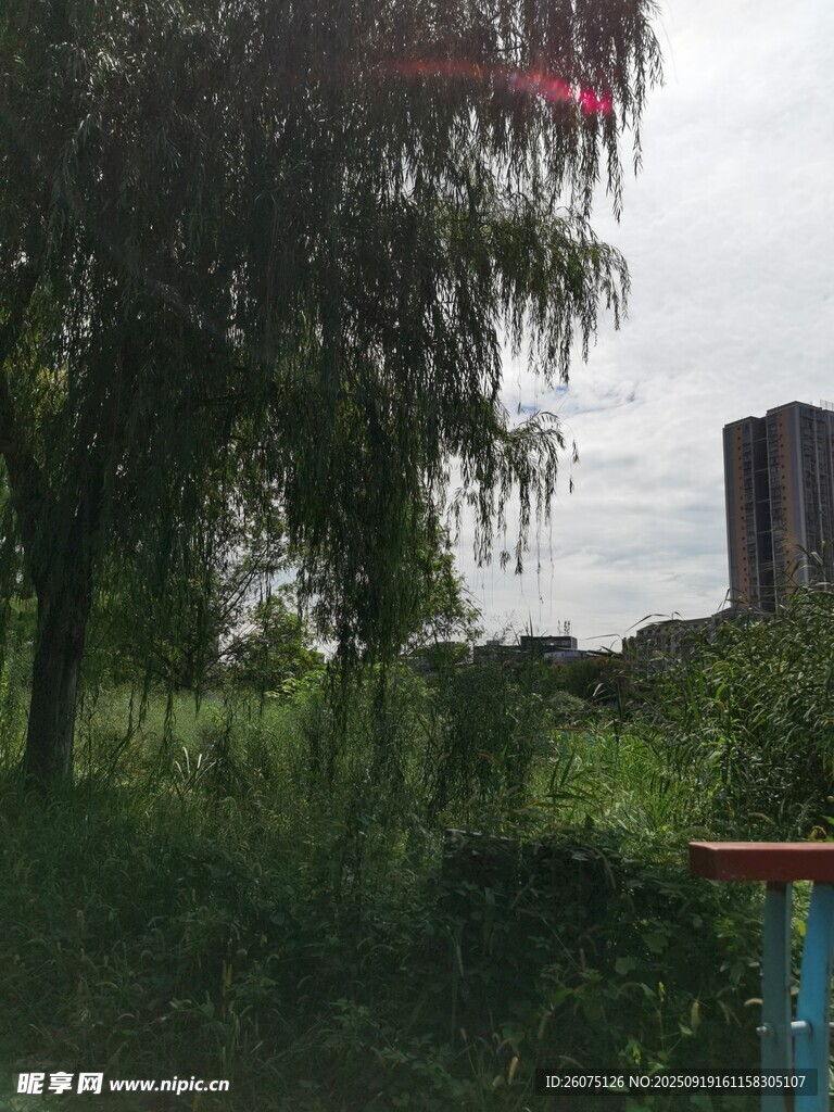 城郊綠植與遠處高樓景觀