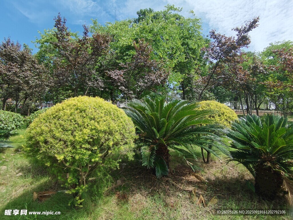 綠意盎然的園林植物景觀