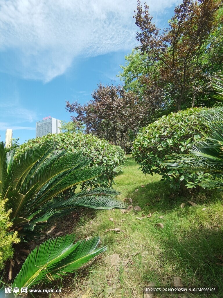 綠意盎然的花園小徑