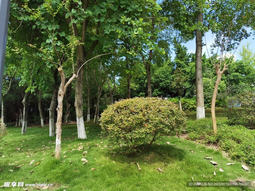 綠意盎然的園林景觀