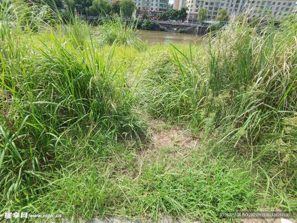 野外草地風(fēng)景