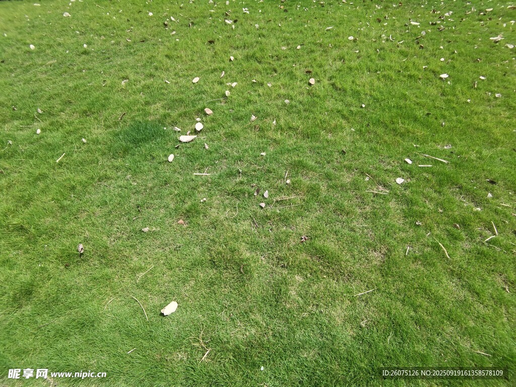 翠綠草地清新自然景象