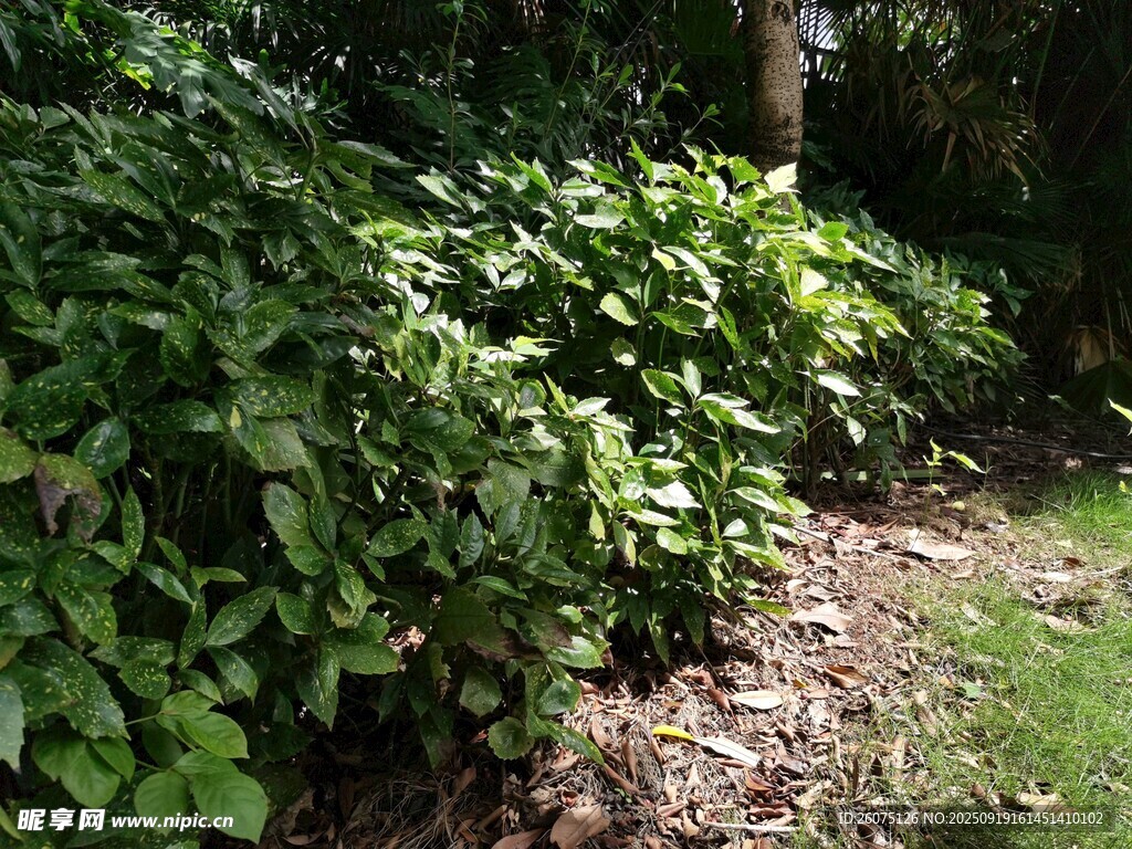 繁茂綠植覆蓋的地面角落