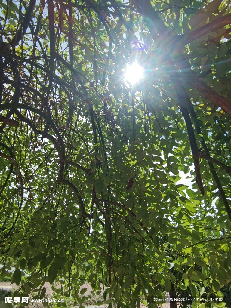 陽光透過枝葉灑下的美景