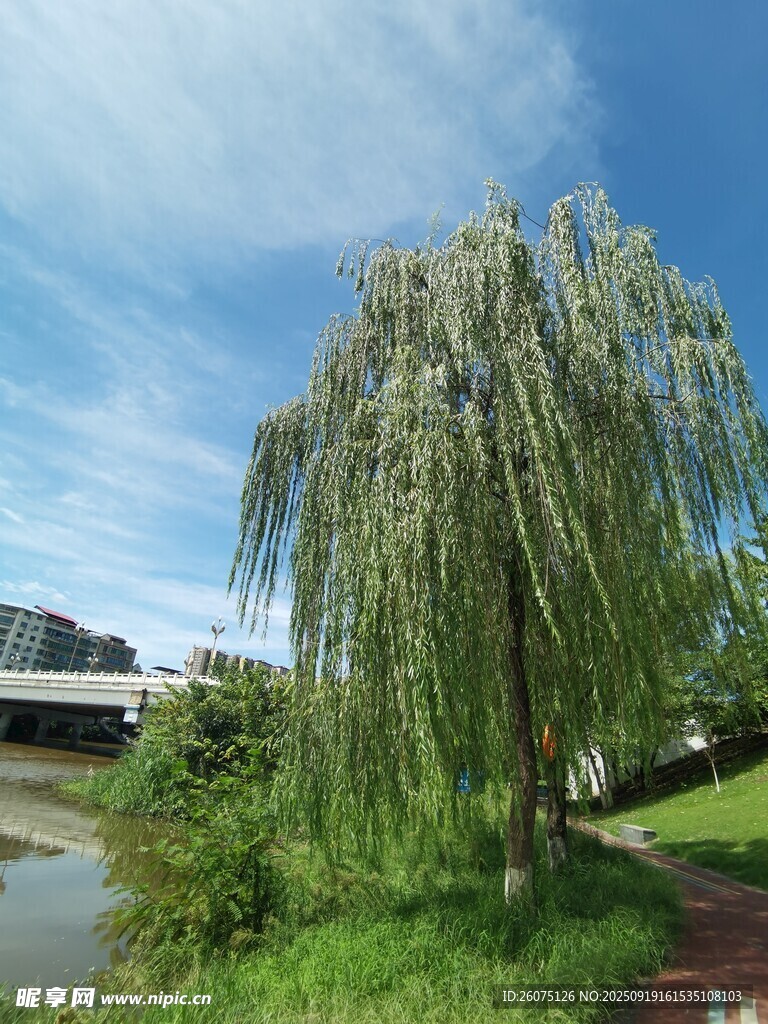 河畔垂柳綠意盎然之景