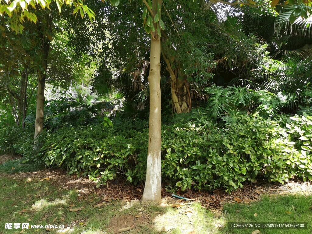 林間蔥郁綠植景觀