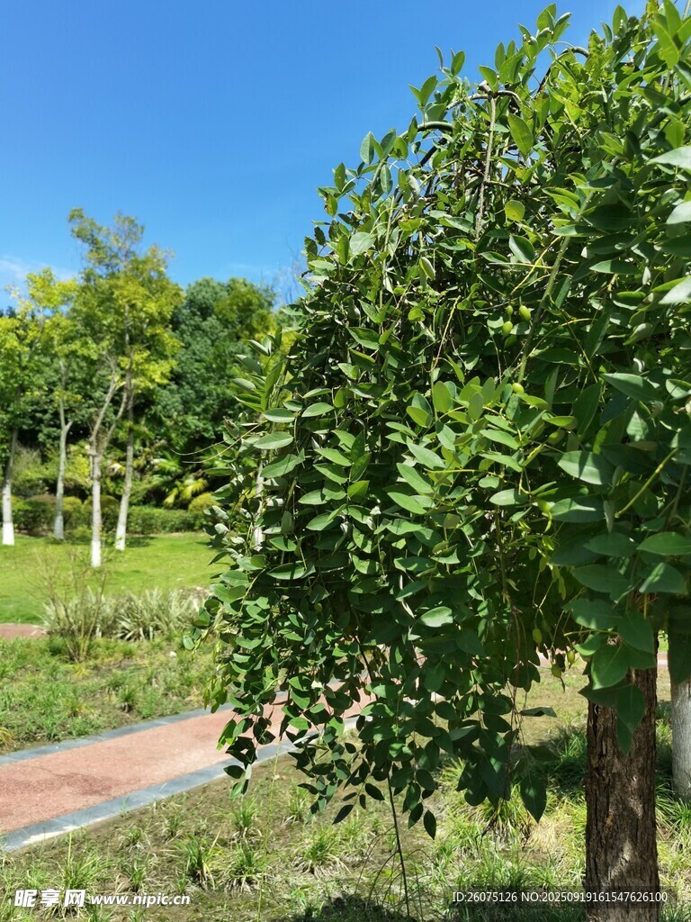 綠意盎然的戶外樹木景觀