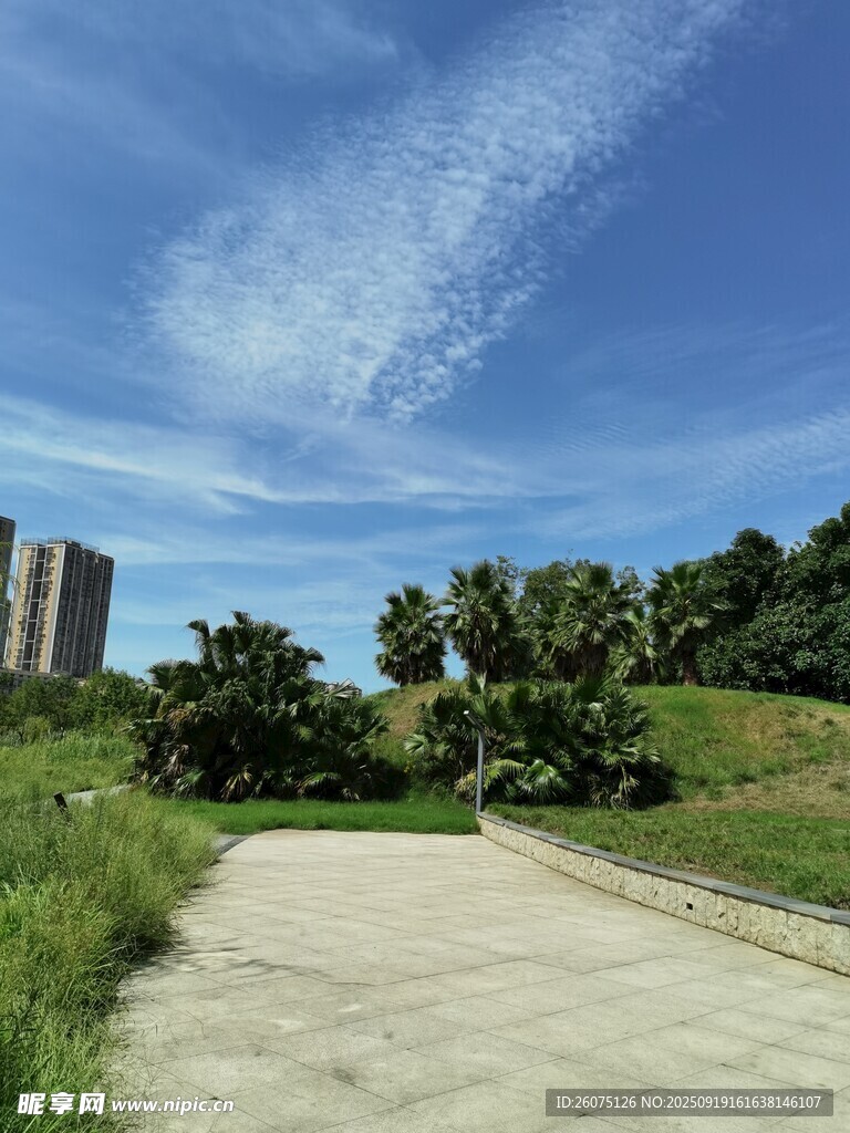 城郊小路旁的綠植與藍天
