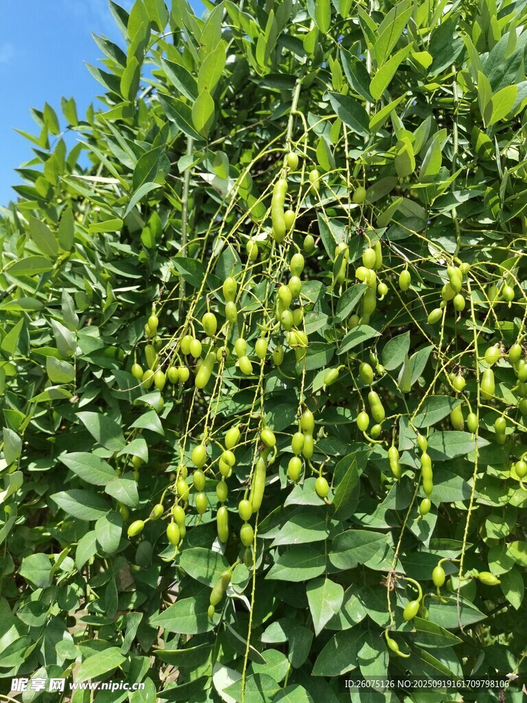 綠葉間的黃色小果實(shí)