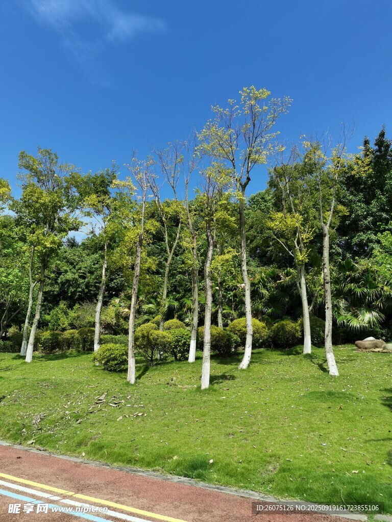 城市中蔥郁的綠樹與草坪