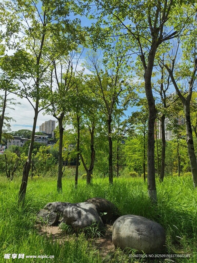 林間草地與巨石景觀