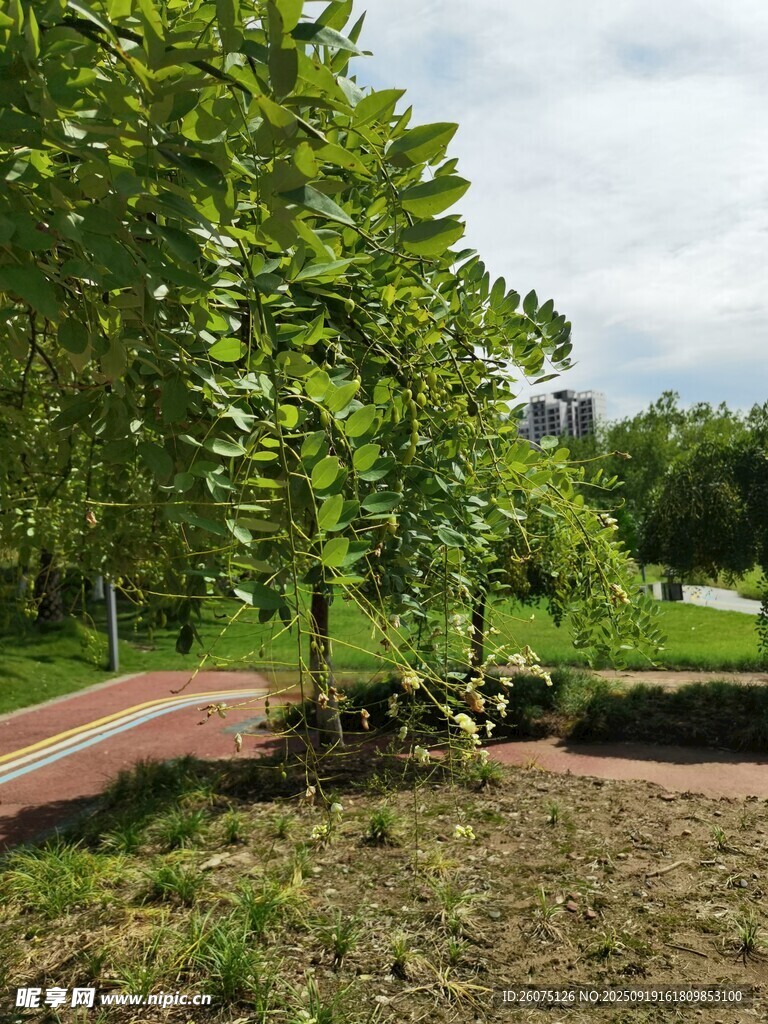 公園綠樹成蔭的休閑小徑