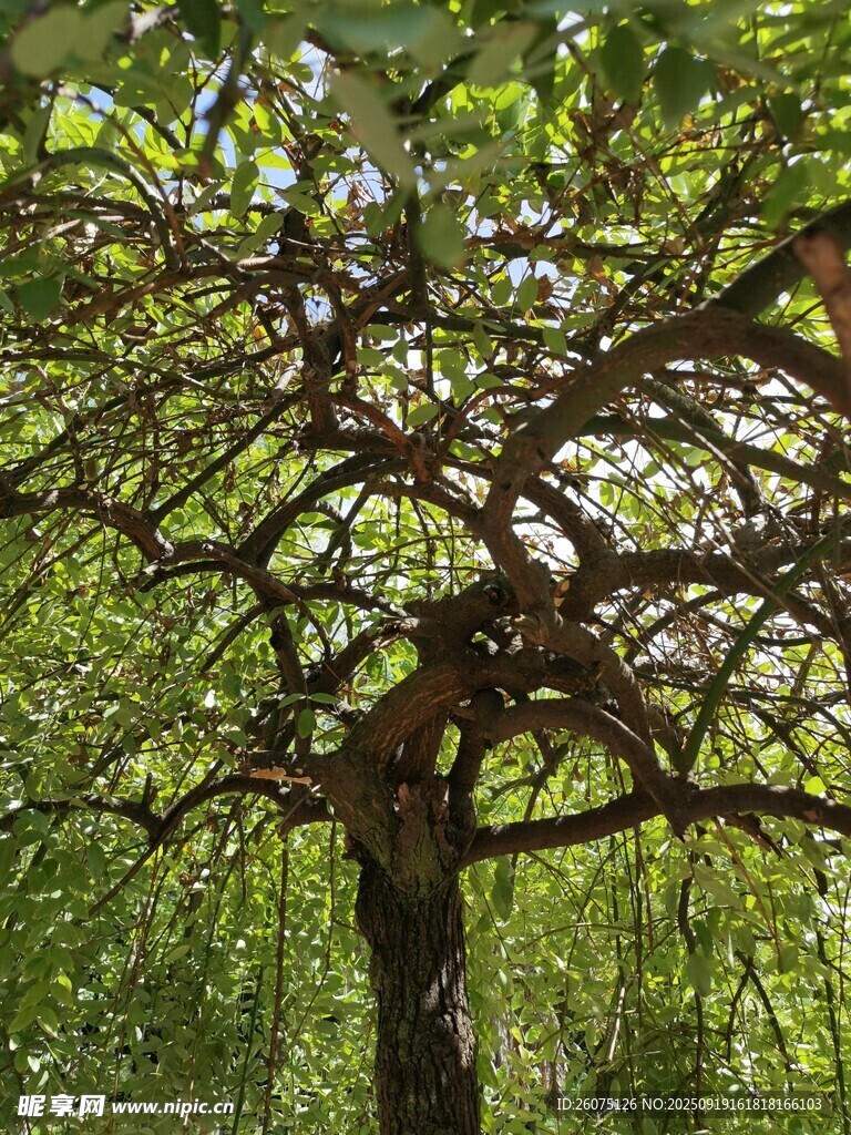 繁茂大樹(shù)展現(xiàn)自然之美