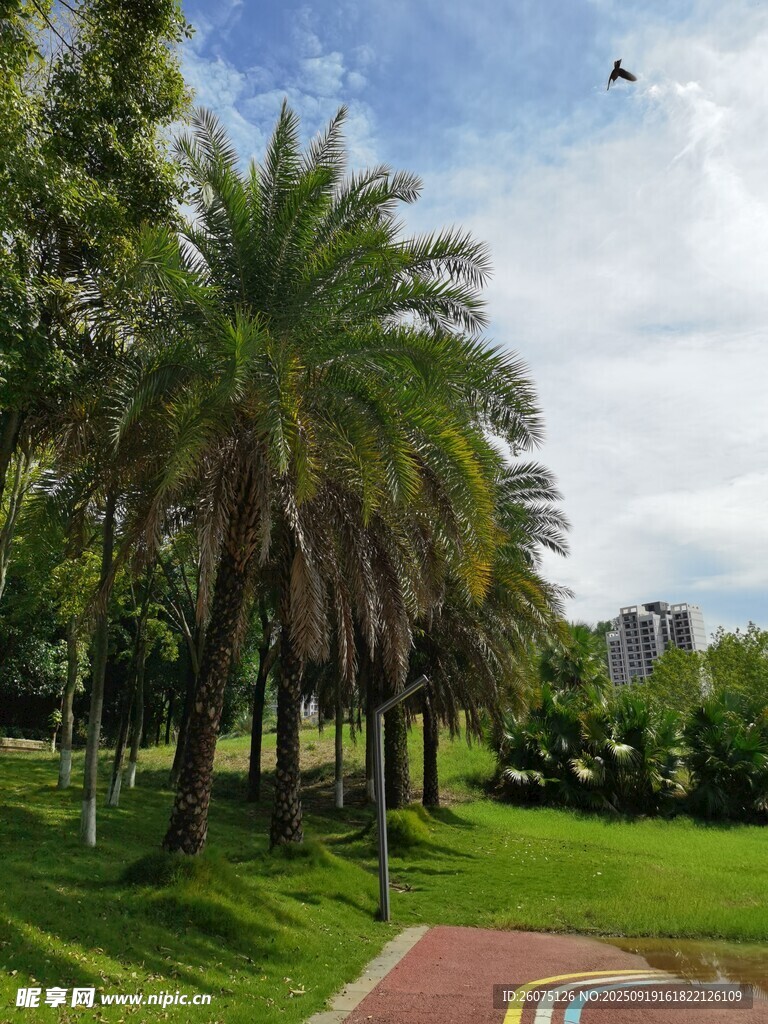公園中蔥郁的棕櫚樹景觀