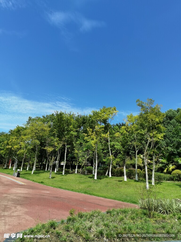 公園林蔭道清新自然景