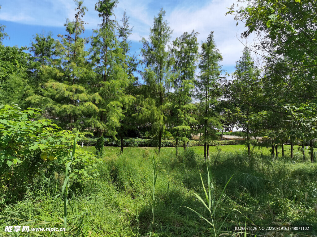 夏日蔥郁樹林與草地景觀