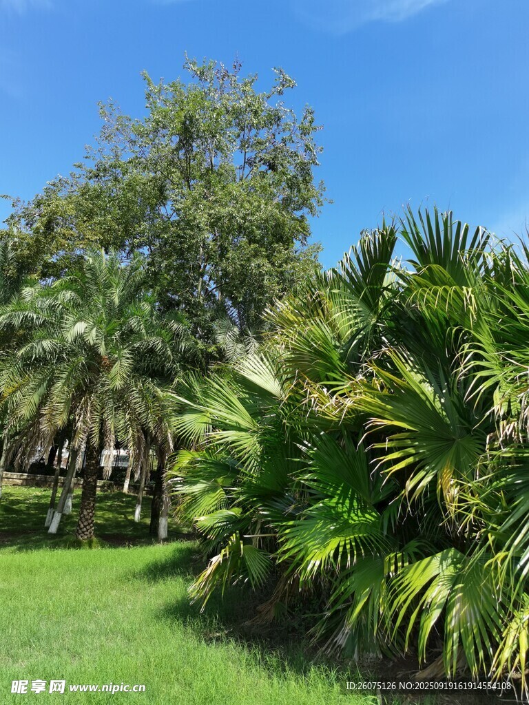 熱帶綠植景觀(guān)